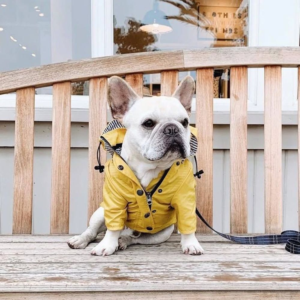 High-Quality Waterproof Rain Jacket for Dog Size XL and XXL